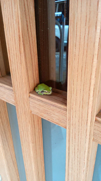 かえる1.jpg